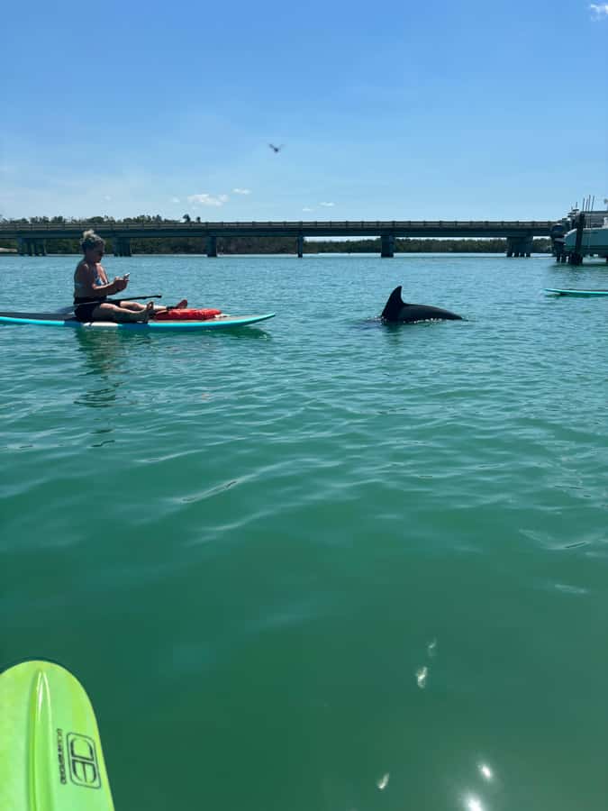Bonita Springs Dolphin, Manatee & Sea Turtle Adventure Tour! - Wildlife Encounters and Sightings