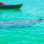 Bonita Springs Eco Kayak Tour  Best Gear, Premium&Clear Kayaks - Exploring Big Hickory Island’s Mangrove Tunnels and Scenic Inlets