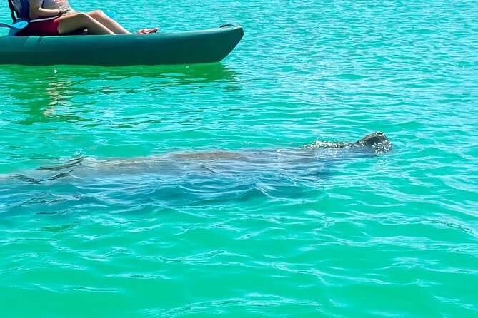 Bonita Springs Eco Kayak Tour  Best Gear, Premium&Clear Kayaks - Exploring Big Hickory Island’s Mangrove Tunnels and Scenic Inlets