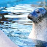 Boston Pass: 40+ Things To Do - Includes Franklin Park Zoo - How the Boston Pass Offers Value for Money