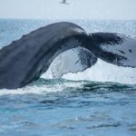 Boston Whale Watching Cruise by High-Speed Catamaran - Starting Point at Long Wharf in Boston