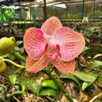 Botanical experience in Argovia: Flowers, Trail, and Tasting - Guided Tour Through Argovia’s Tropical Gardens