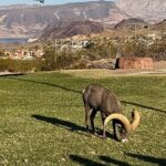Boulder City: Hemenway Park Guided Tour - The Significance of Lake Meads Views