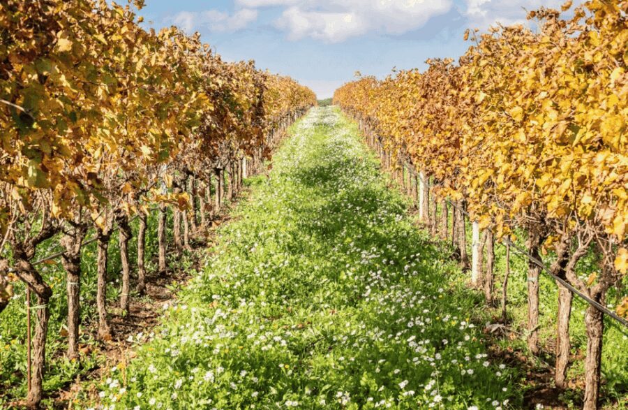 Boutique Winery Visit & Tasting near Rome - Vineyard Walk Through Lazio’s Volcanic Soils