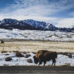 Bozeman: 6 Day Yellowstone Winter Wonderland Tour - The Tour Starts in Bozeman and Ends in Bozeman
