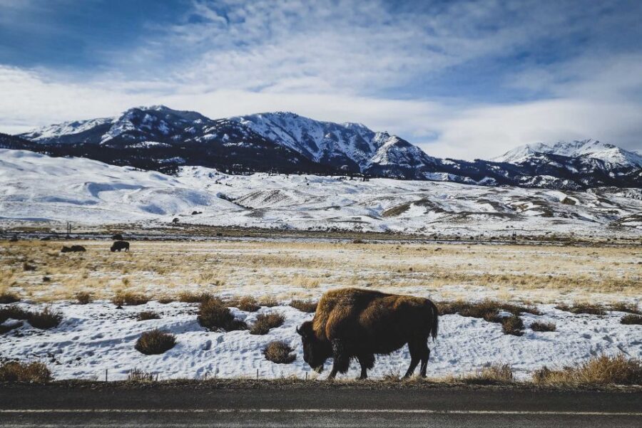 Bozeman: 6 Day Yellowstone Winter Wonderland Tour - The Tour Starts in Bozeman and Ends in Bozeman