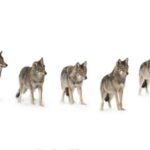 Bozeman: Yellowstone Wolves and Winter 4Day/3Night Adventure - Starting Point and Itinerary Overview