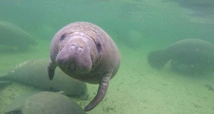 Bradenton: Anna Maria Island Guided Kayaking Manatee Tour - Starting Point at Coquina Beach South Boat Ramp