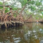 Bradenton: Clear Kayak Mangrove Tunnel Eco Tour - What You’ll See in the Bradenton Mangrove Tunnels