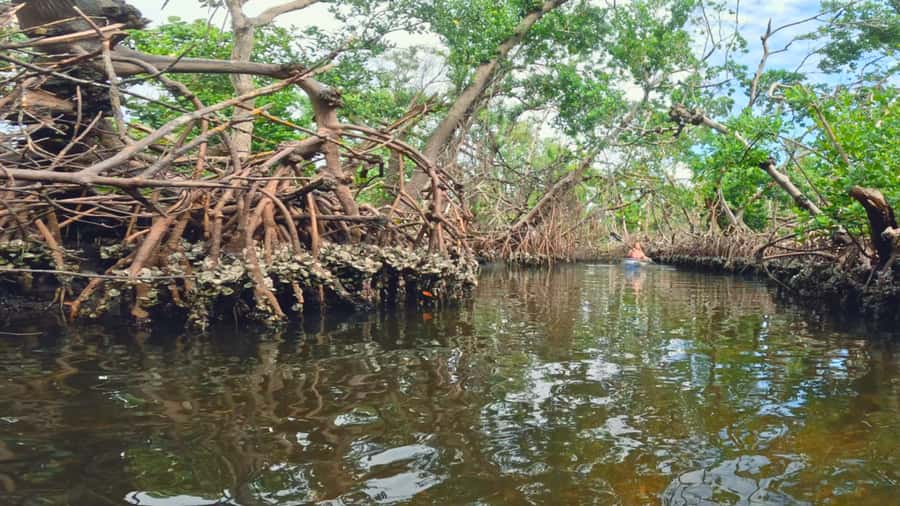Bradenton: Clear Kayak Mangrove Tunnel Eco Tour - What You’ll See in the Bradenton Mangrove Tunnels