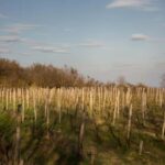 Bratislava: Vineyard Walk and Wine Picnic with Winemaker - Duration and Scheduling