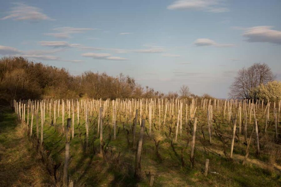 Bratislava: Vineyard Walk and Wine Picnic with Winemaker - Duration and Scheduling