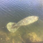Brevard County Tours, dolphin and manatee tours in Palm Bay, FL - Exploring the Wildlife along Turkey Creek and the Indian River Lagoon