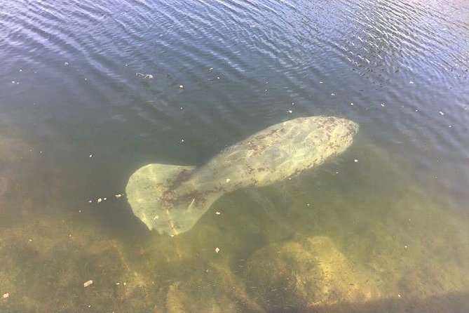 Brevard County Tours, dolphin and manatee tours in Palm Bay, FL - Exploring the Wildlife along Turkey Creek and the Indian River Lagoon