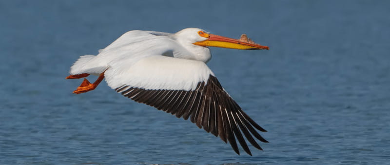 British Columbia: Bird Watching and Photography Tour - Meeting Point and Ease of Participation