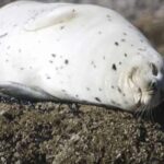 Brookings: Chetco River Kayak Tour - Meeting Point at the Brookings Harbor