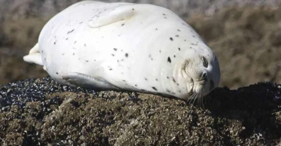 Brookings: Chetco River Kayak Tour - Meeting Point at the Brookings Harbor