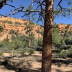 Bryce Canyon City: Horseback Riding Tour in Red Canyon - The Old West Comes Alive with Outlaw Hideouts