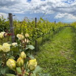 Bucharest: Half-Day Tour of Dealu Mare Wineries - Visiting Dealu Mare Wineries: Family-Owned Cellars and Local Charm