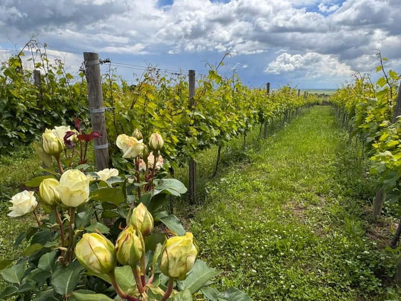 Bucharest: Half-Day Tour of Dealu Mare Wineries - Visiting Dealu Mare Wineries: Family-Owned Cellars and Local Charm