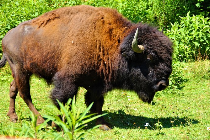 Buffalo Creek Ranch Tour Experience - Exploring Agapeland Model Train Layout