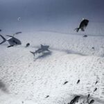 Bull Shark Dive in Playa del CarmenDive Machine Experience - Starting Point and Transport Logistics