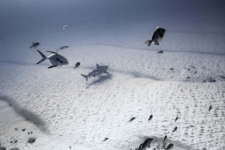 Bull Shark Dive in Playa del CarmenDive Machine Experience - Starting Point and Transport Logistics