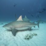 Bull Shark Extreme - 1tank /Only for Certified Divers - How the Bull Shark Extreme Tour Is Organized in Playa del Carmen