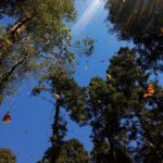 Butterfly Monarch Tour from Mexico City - Transport and Group Size