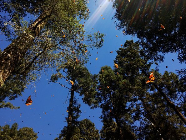 Butterfly Monarch Tour from Mexico City - Transport and Group Size