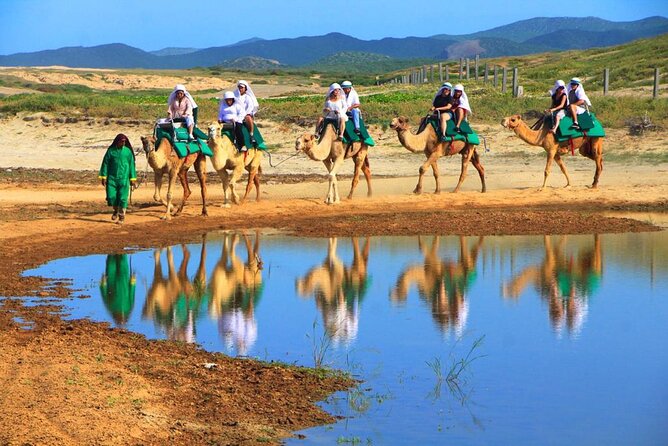 Cabo Camel and Safari Ride - Pickup from Cabo San Lucas Hotels Simplifies Transportation