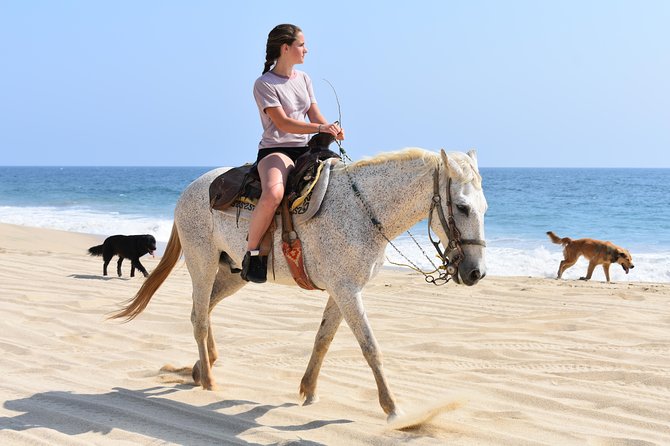 Cabo Desert Off-Road & Beach Horseback Combo and Tequila Tasting - Off-Road ATV Adventure on Baja Trails