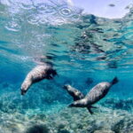 Cabo Pulmo Marine Park: Scuba Diving Excursion - Visiting Iconic Diving Locations within Cabo Pulmo Marine Park