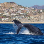 Cabo San Lucas: 2.5-Hour Whale Watching Tour - Starting Point: Marina and Meeting Details