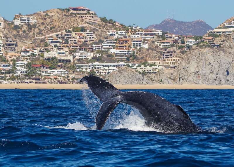 Cabo San Lucas: 2.5-Hour Whale Watching Tour - Starting Point: Marina and Meeting Details