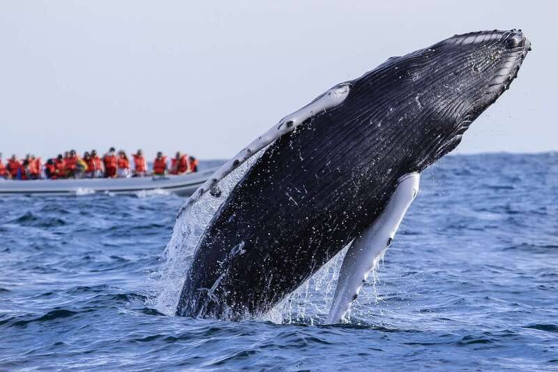 Cabo San Lucas: 2-Hour Whale Watching Adventure - How the Tour Uses Inflatable Boats for Close Encounters