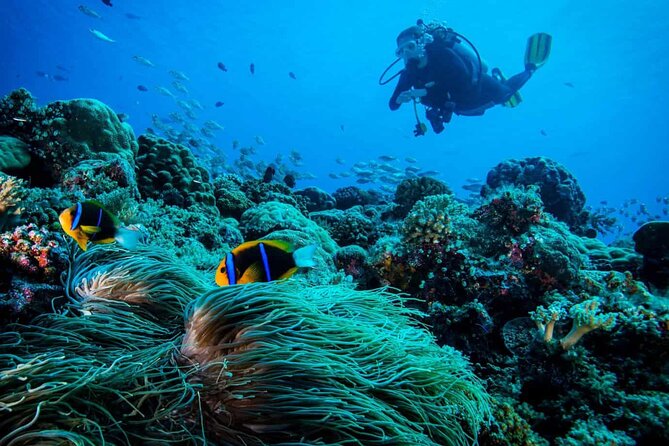 Cabo San Lucas 2 Tank Scuba Diving - Marine Biodiversity Near Cabo San Lucas