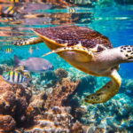 Cabo San Lucas: Cabo Pulmo Snorkeling Expedition - Snorkeling at Diverse Natural Sites