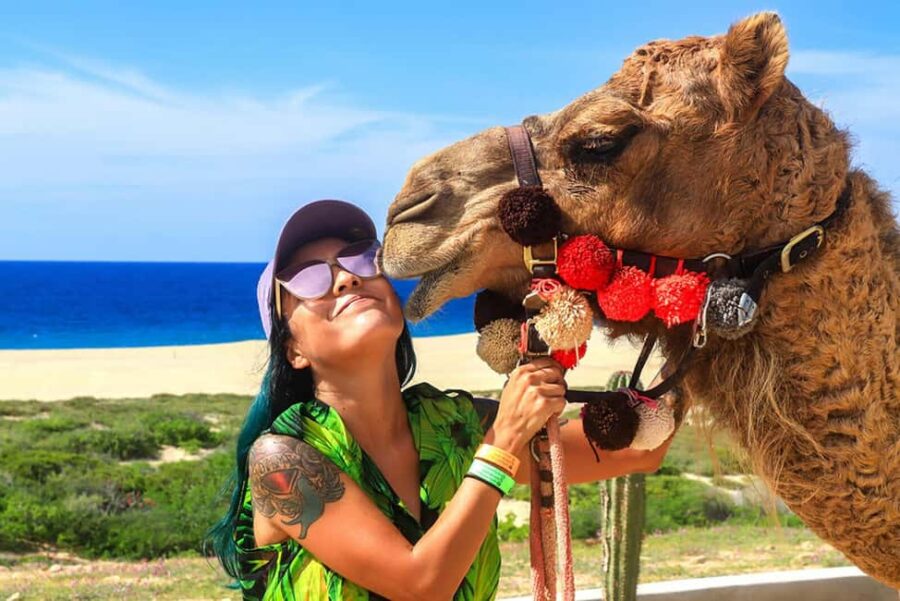 Cabo San Lucas: Camel Ride on the Beach - Starting Point at Migriño Beach in Baja California Sur