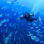 Cabo San Lucas Certified 2 Tank Dive at the Famous Arch and Land's End - What the Certified Diver Can Expect on the Two-Tank Experience