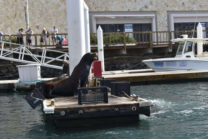 Cabo San Lucas: Glass Bottom Boat Tour to Land's End - Starting Point at Cabo San Lucas Marina