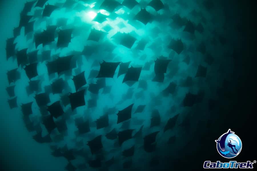 Cabo San Lucas: Mobula Ray Safari - Visiting Cabo San Lucas Arch and Sea Lion Colony