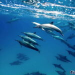 Cabo San Lucas Private and Shared Snorkeling Tour - Snorkeling in Cabos Marine Park and Bays