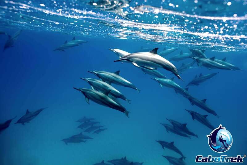 Cabo San Lucas Private and Shared Snorkeling Tour - Snorkeling in Cabos Marine Park and Bays