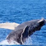 Cabo San Lucas: Private Whale Watching Yacht Excursion - Meeting Point and Accessibility Details