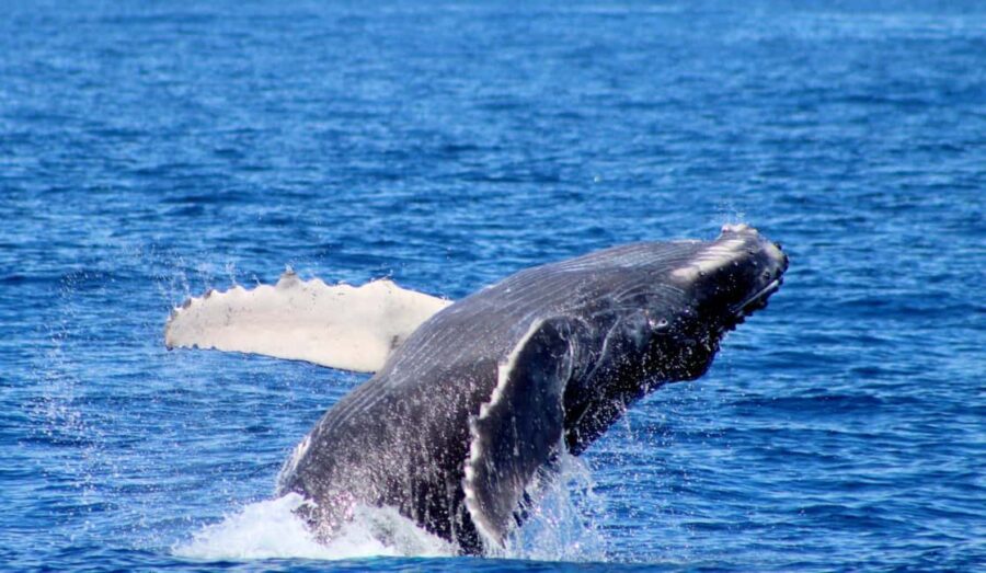 Cabo San Lucas: Private Whale Watching Yacht Excursion - Meeting Point and Accessibility Details