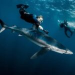 Cabo San Lucas: Shark Snorkeling and Freediving Tour - The Experience of Swimming with Sharks in Cabo San Lucas