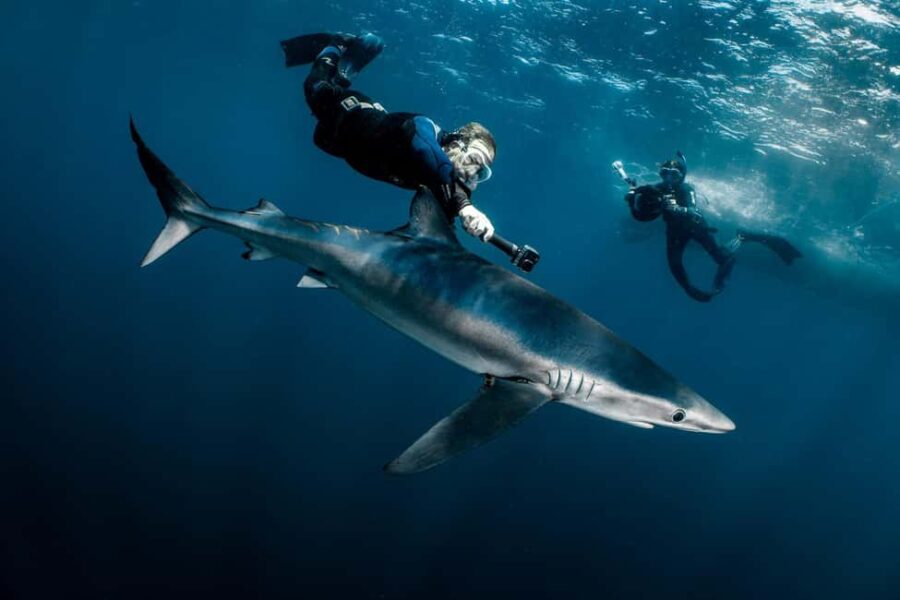 Cabo San Lucas: Shark Snorkeling and Freediving Tour - The Experience of Swimming with Sharks in Cabo San Lucas