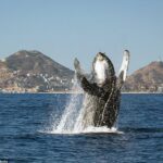 Cabo San Lucas Small-Group Whale Watching Tour: Hear the Whales - What Makes This Whale Watching Tour Stand Out