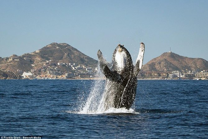 Cabo San Lucas Small-Group Whale Watching Tour: Hear the Whales - What Makes This Whale Watching Tour Stand Out